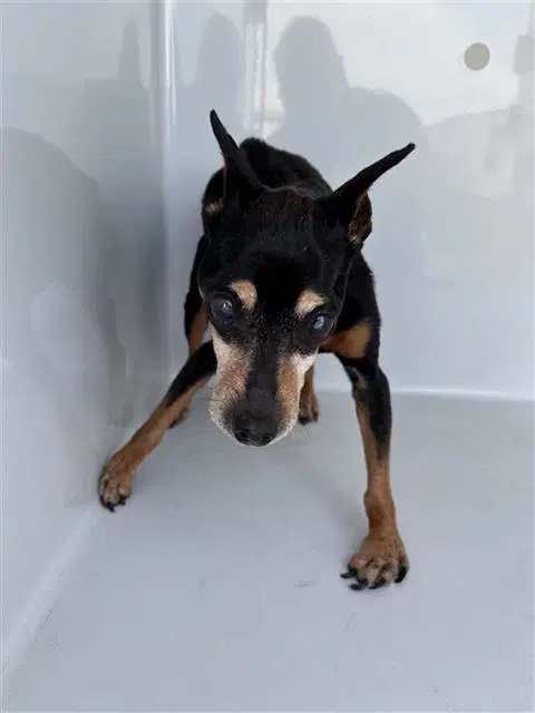 Unknown - Miniature Pinscher
