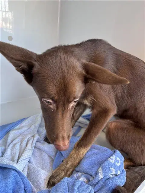 Unknown - Australian Kelpie