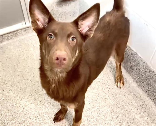 STAR FIRE, a dog for adoption from Harris County Pets