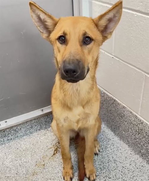 A661924, a dog for adoption from Harris County Pets