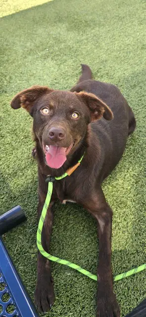 Moon - Labrador Retriever