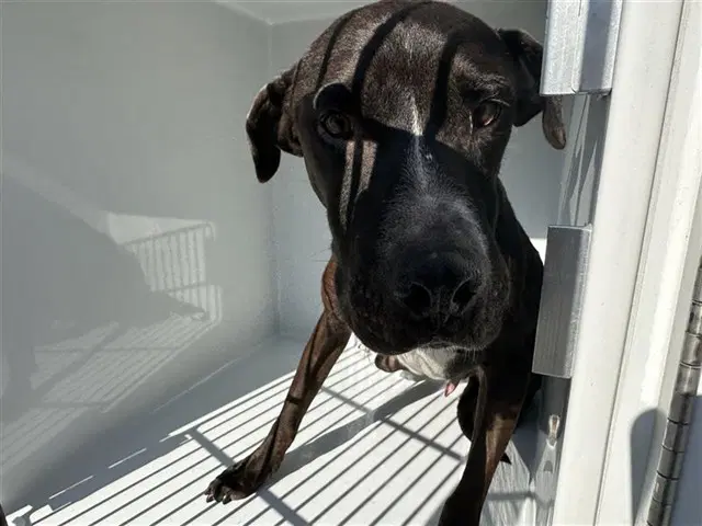Unknown - Labrador Retriever