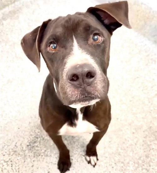 CHUCHO, a dog for adoption from Harris County Pets