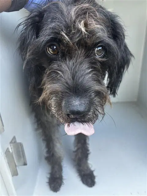 Unknown - Schnauzer