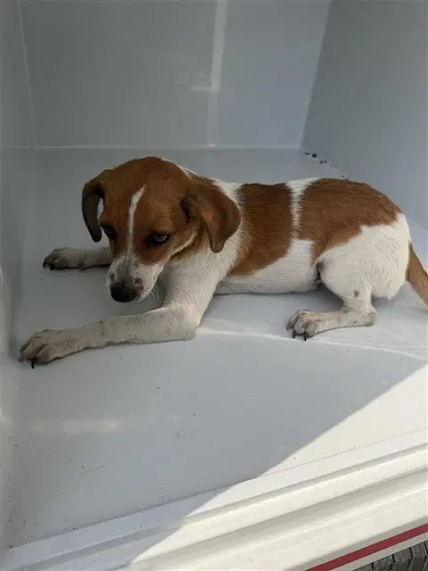 Unknown - Beagle