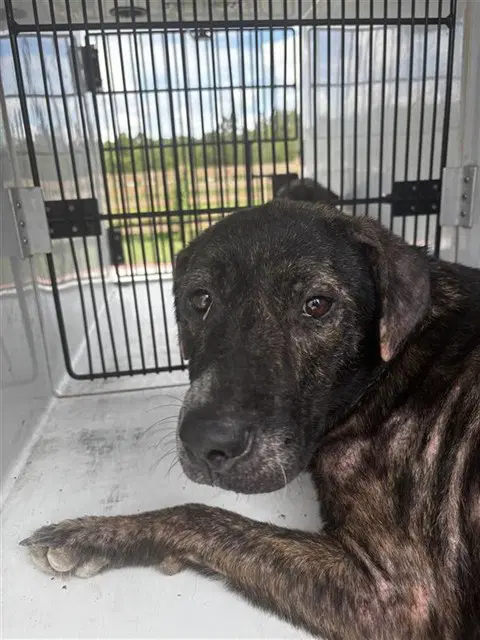 Unknown - Plott Hound