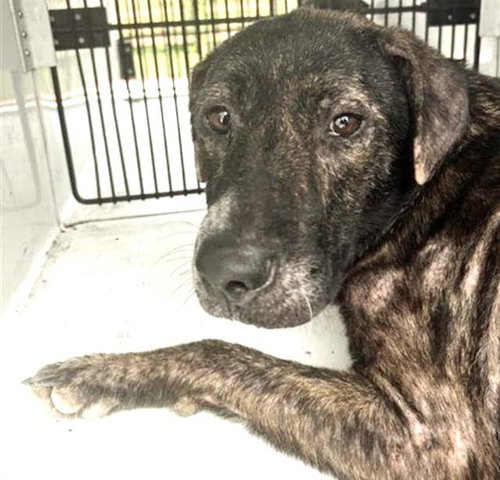 A661952, a dog for adoption from Harris County Pets