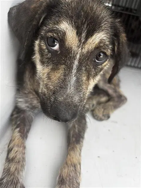 Unknown - Plott Hound