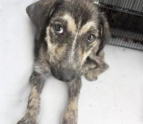CHRISSY, a dog for adoption from Harris County Pets