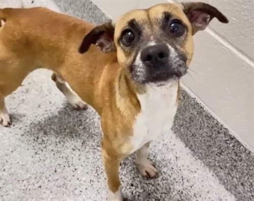 ORION, a dog for adoption from Harris County Pets