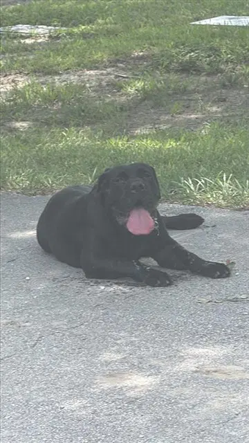 Unknown - Cane Corso Mastiff