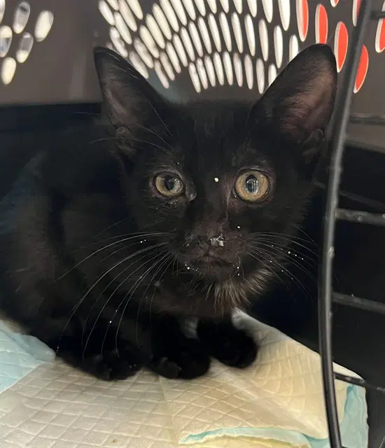 Tiger - Domestic Short Hair
