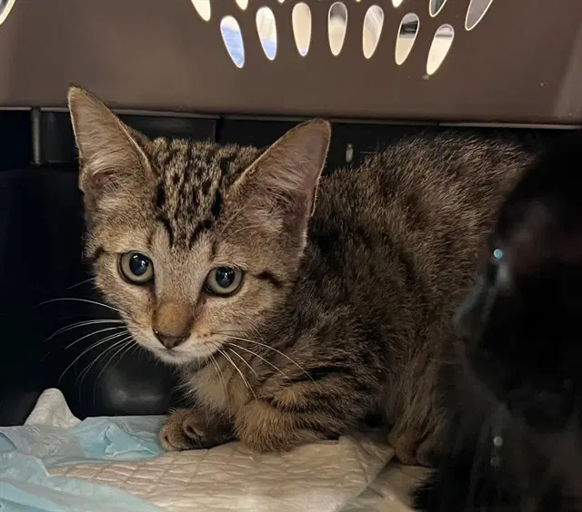 Tiana - Domestic Short Hair