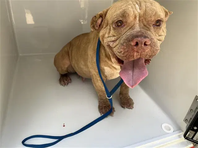Unknown - American Bulldog