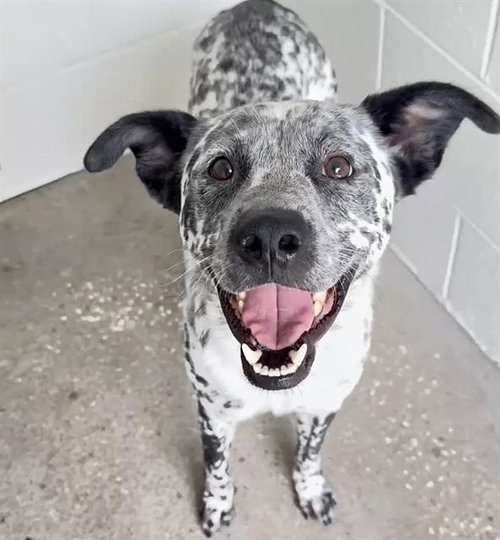 MARSHALL, a dog for adoption from Harris County Pets