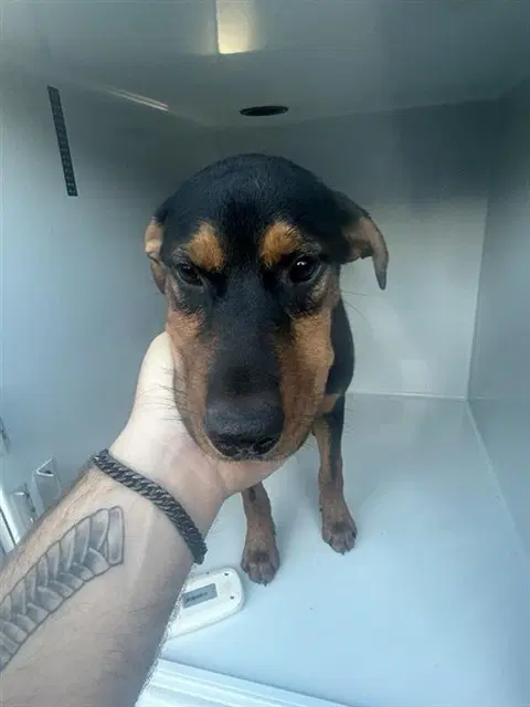 Unknown - Doberman Pinscher