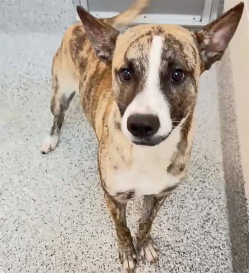OZZY, a dog for adoption from Harris County Pets