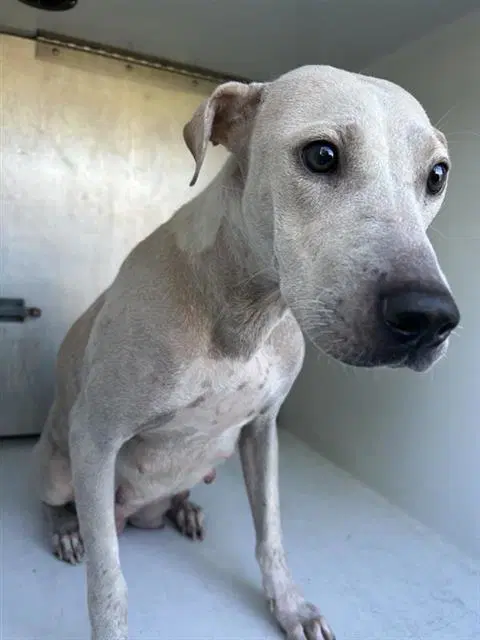 Unknown - Labrador Retriever
