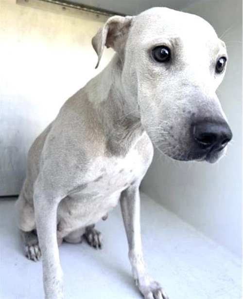 A661930, a dog for adoption from Harris County Pets
