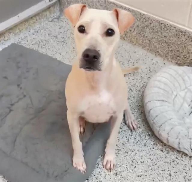 PENELOPE