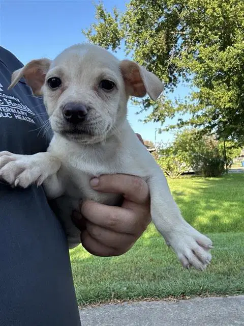 Unknown - Labrador Retriever