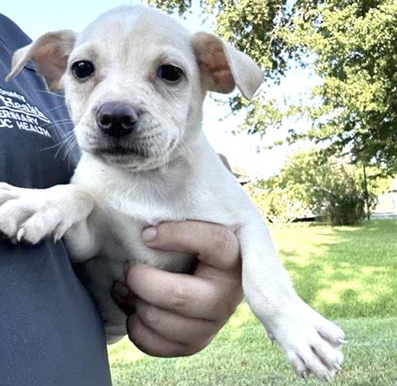 A661931, a dog for adoption from Harris County Pets