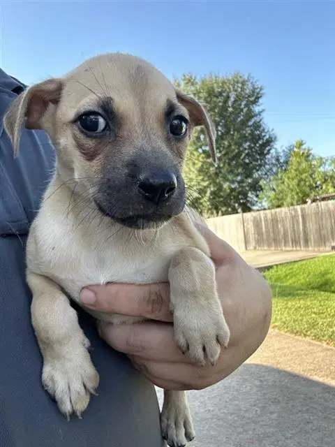 Unknown - Labrador Retriever