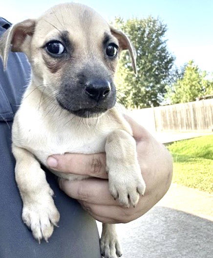 A661932, a dog for adoption from Harris County Pets