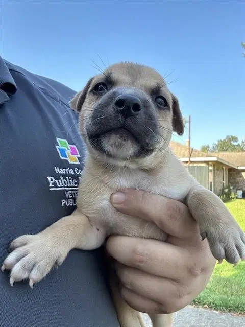 Unknown - Labrador Retriever
