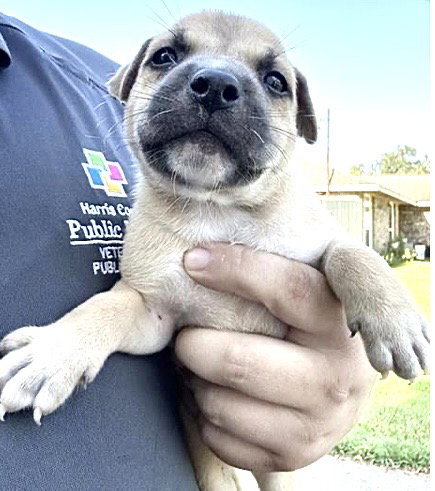 A661933, a dog for adoption from Harris County Pets