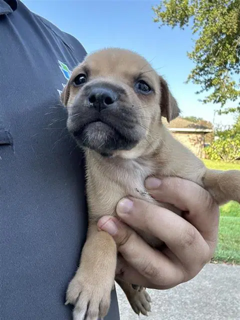 Unknown - Labrador Retriever