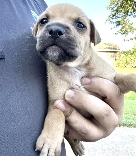 A661934, a dog for adoption from Harris County Pets
