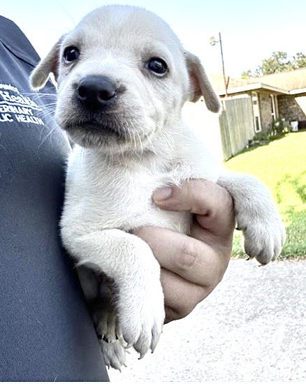 A661935, a dog for adoption from Harris County Pets