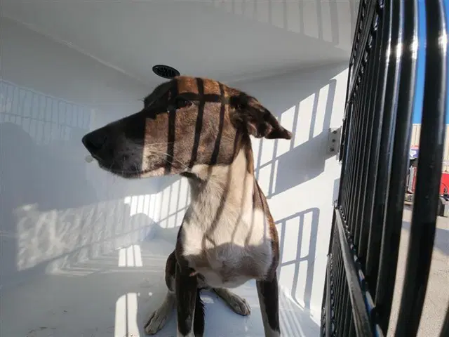Unknown - Labrador Retriever