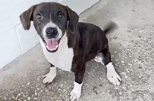 HAZEL, a dog for adoption from Harris County Pets