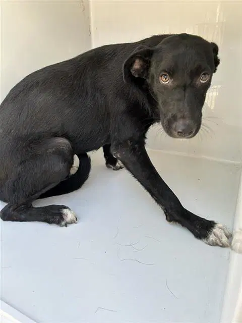 Jupiter - Labrador Retriever