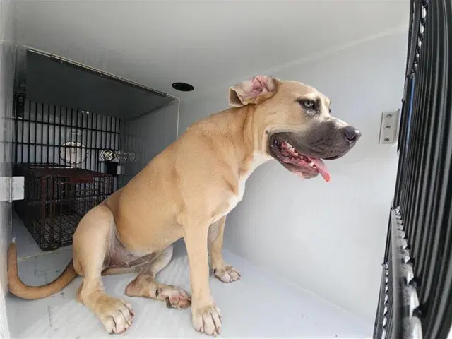 Unknown - Cane Corso Mastiff