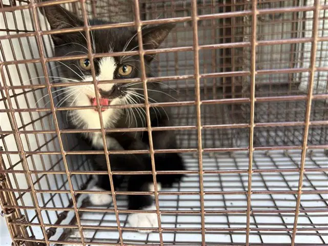 Unknown - Domestic Short Hair