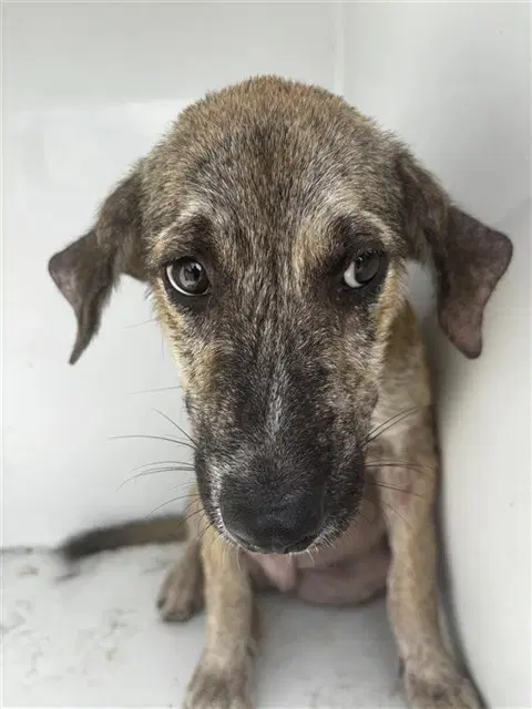 Unknown - Plott Hound