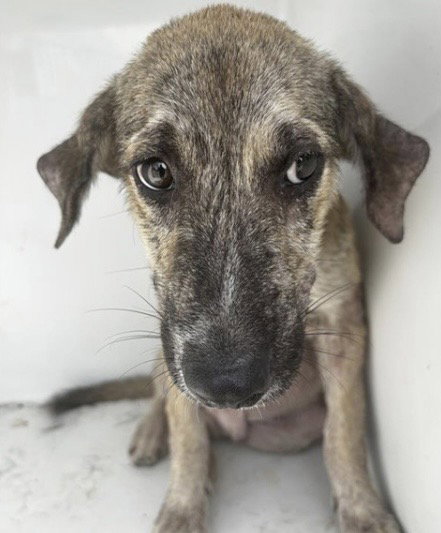 A661948, a dog for adoption from Harris County Pets