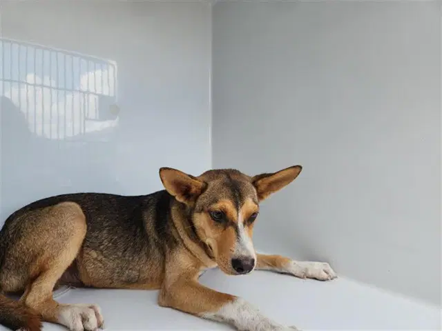 Unknown - German Shepherd Dog