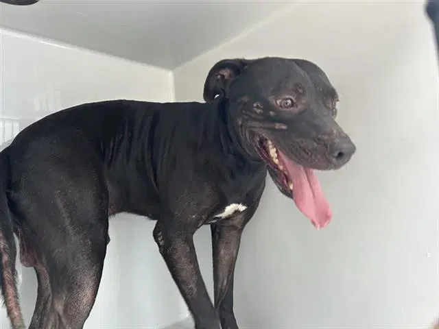 Unknown - Pit Bull Terrier