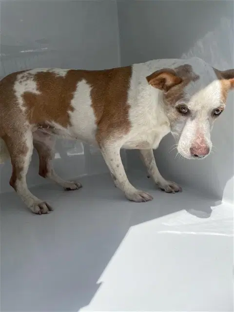 Unknown - Parson Russell Terrier