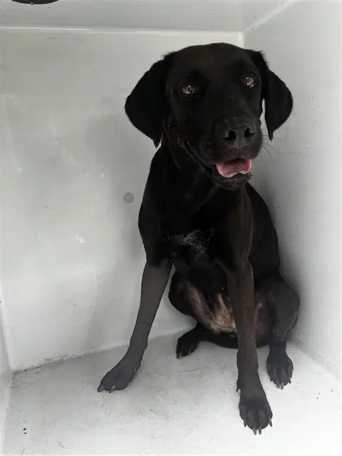 Unknown - Labrador Retriever