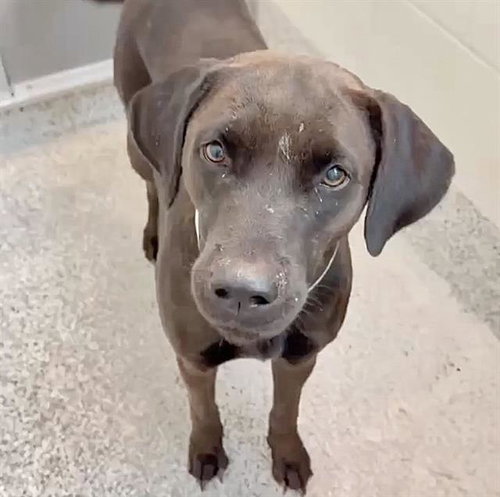 SIERRA, a dog for adoption from Harris County Pets