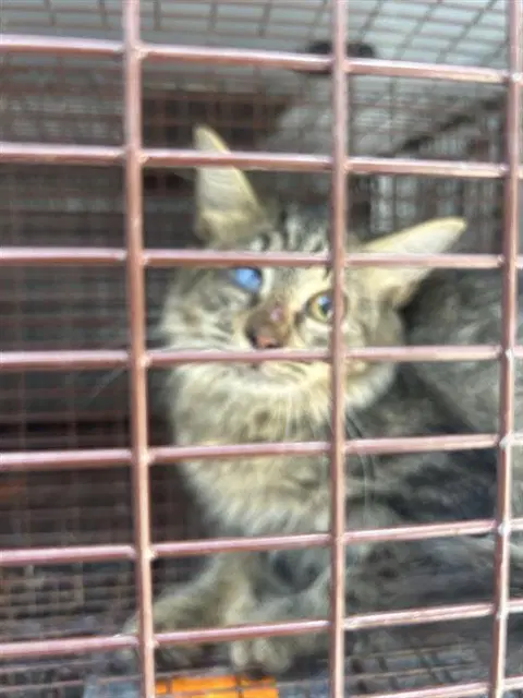 Unknown - Domestic Short Hair