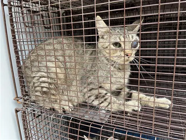 Unknown - Domestic Short Hair