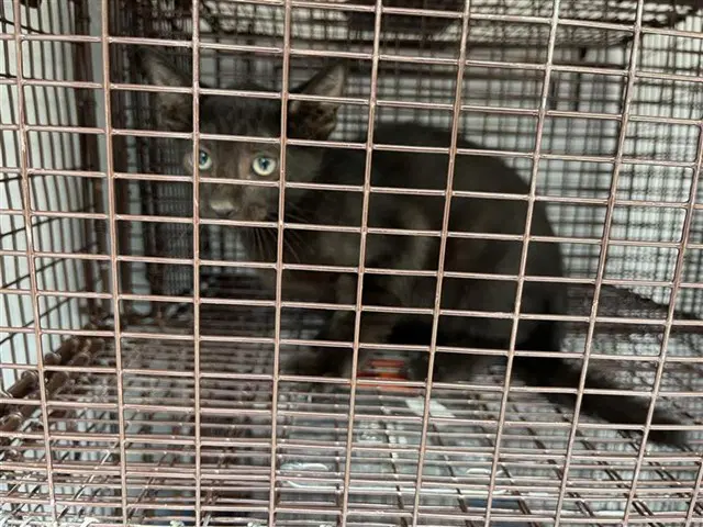 Unknown - Domestic Short Hair