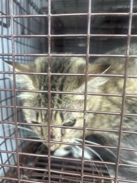 Unknown - Domestic Short Hair