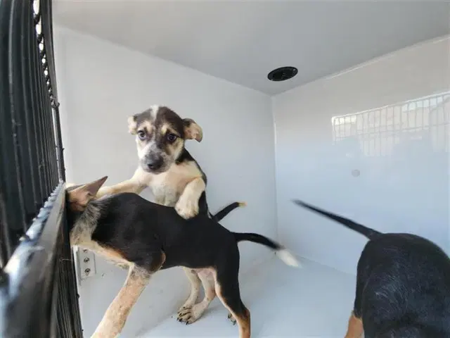Unknown - German Shepherd Dog